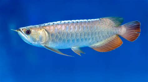 Silver Arowana Stock Photos, Pictures & Royalty-Free Images - iStock