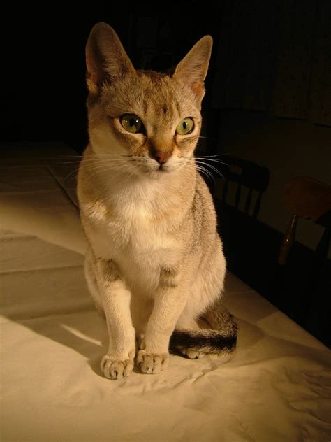 Singapura Cat Breed Info, History, Personality, Kittens, Pictures