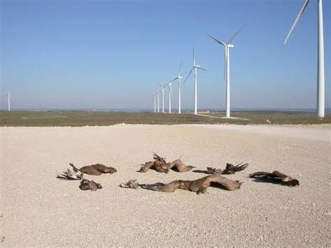 Environmental Impacts Of Wind Power | Wrytin