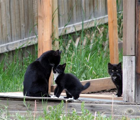 Mother (Mom) Cat with Kittens: TNR Scenarios | Alley Cat Allies