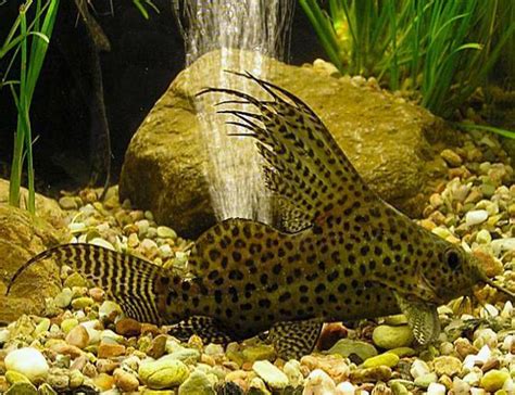 Synodontis Eupterus Catfish | Arizona Aquatic Gardens