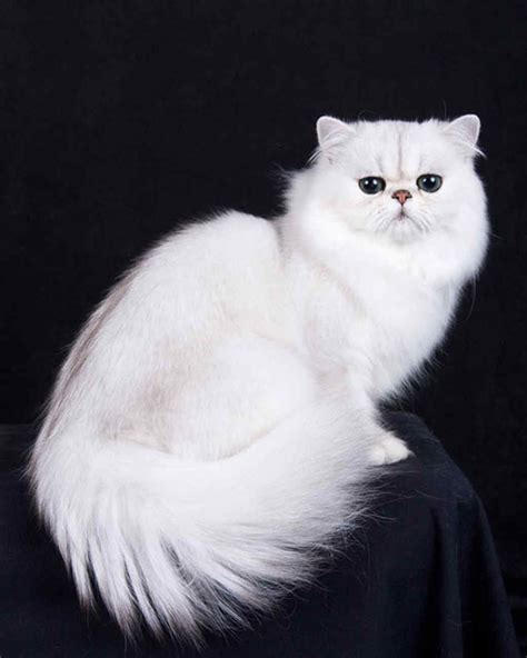 CFA Pedigreed Breed: Persian (Cats of All Different Colors and Patterns ...