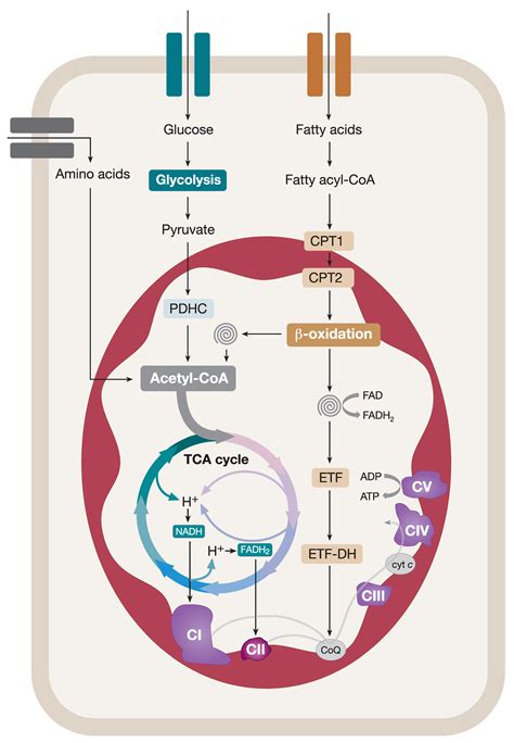 IJMS | Free Full-Text | Mitochondrial OXPHOS Biogenesis: Co-Regulation ...