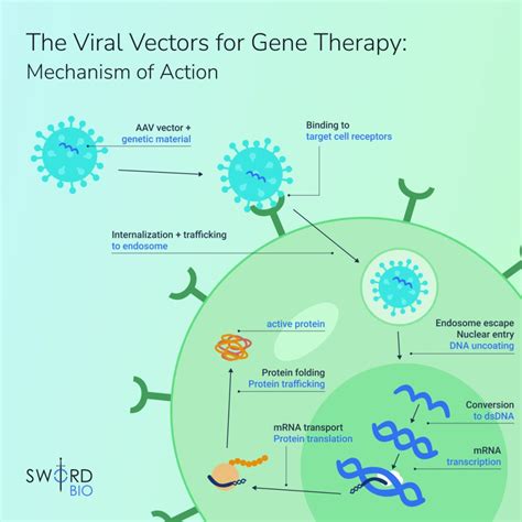 ADA Assays Screening Viral Vectors For Gene Therapy | Sword Bio