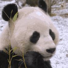 Panda Eating Bamboo GIFs | Tenor