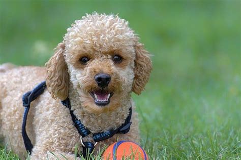 30 Native French Dog Breeds (Best Dogs of France)