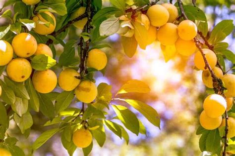 Yellow Plums: Everything You Need To Know - Minneopa Orchards