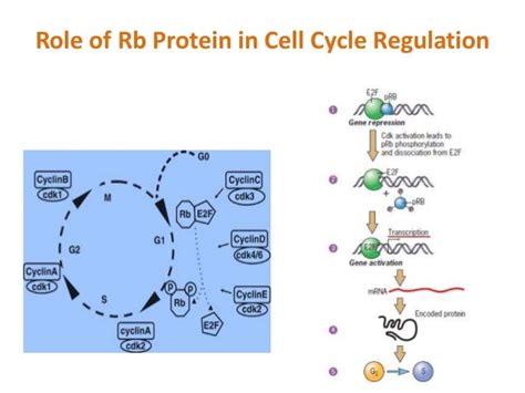 Cell Cycle Regulation