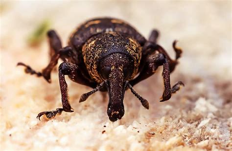 Weevils In Flour Safe To Eat? ( 3 Step Removal ) » Prepping Planet