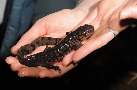 Eastern Tiger Salamander Search with Andy: Family/Ages 6+ | South Fork Natural History Museum ...