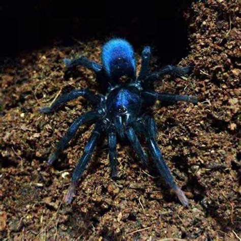 Aphonopelma chalcodes (Desert Blonde/Arizona Blond Tarantula) for sale - HappyForestStore