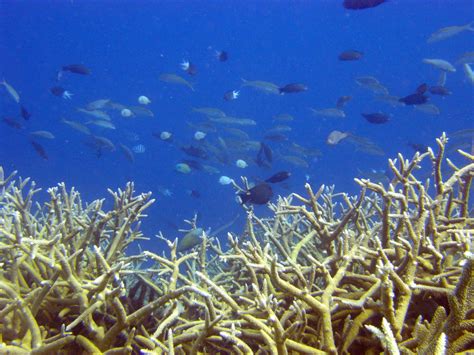 Fish shoaling on Clam Garden Reef | Matt Kieffer | Flickr