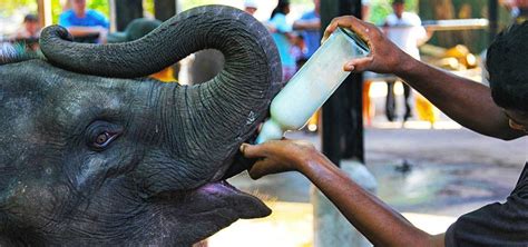 Pinnawala Elephant Orphanage | Must-Visit Kandy Places