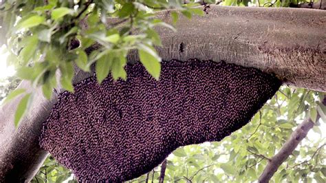 Demi Madu Alami Hutan Harus Lestari, Mengapa? : Mongabay.co.id