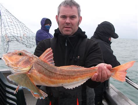 Tub Gurnard | Sea life, Freshwater fish, Aquascape