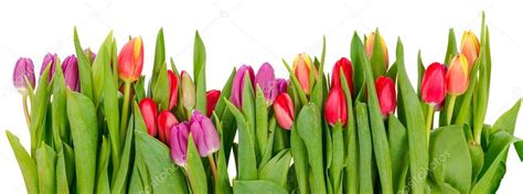 Row of tulips — Stock Photo © erierika #41479733