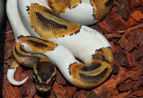 Reptiles Amphibians & Fish: PIEBALD ROYAL PYTHON - Python regius