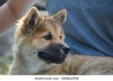 17 Shiba Inu Akita Mix Images, Stock Photos & Vectors | Shutterstock