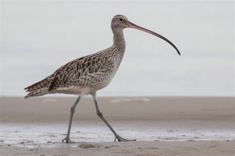 EASTERN CURLEW - ANiMOZ - Fight for Survival