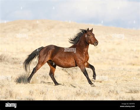 Wild horse / Mustang, bay running, Great Divide Basin, Wyoming, USA Stock Photo - Alamy