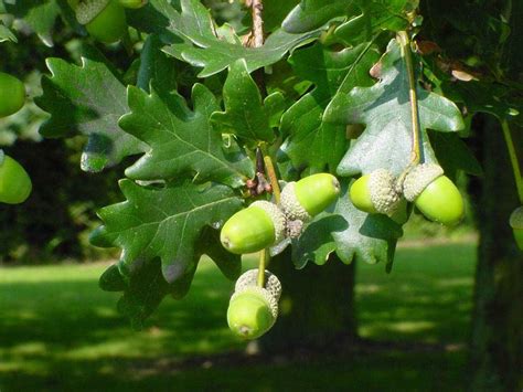 Oak tree. Nice idea.... somewhere. Quercus robur Tree Identification, Herbs For Health, Hedgerow ...