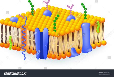 Cell Membrane Detailed Diagram Models Stock Illustration 386541865 ...