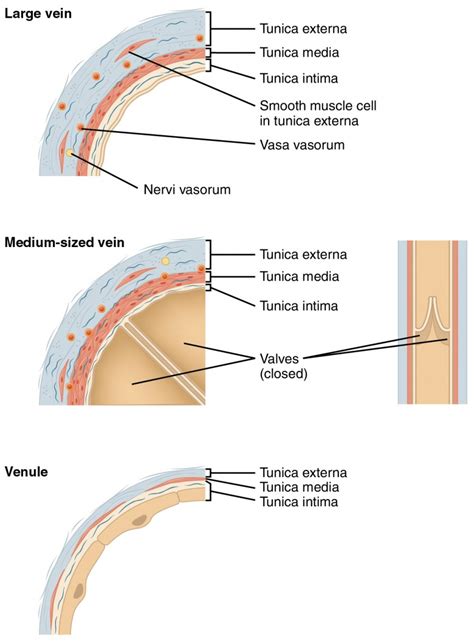 Structure and Function of Blood Vessels | Anatomy and Physiology II