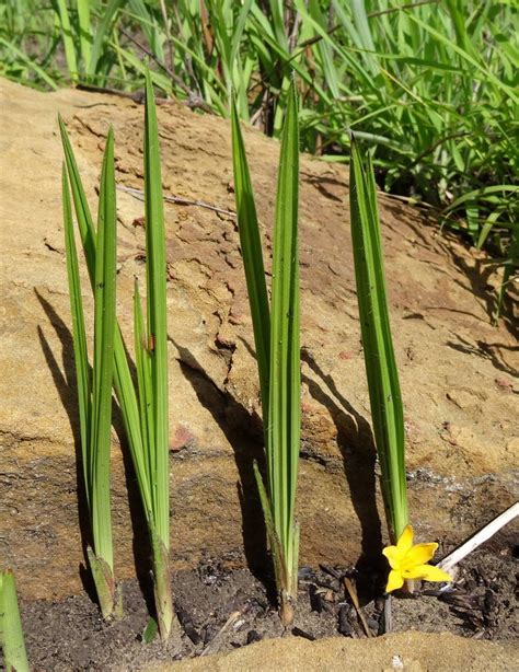 Flora of Zambia: Species information: individual images: Curculigo pilosa