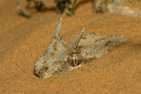 Cerastes cerastes, or Saharan horned viper, is easily recognised by the presence of a pair of ...