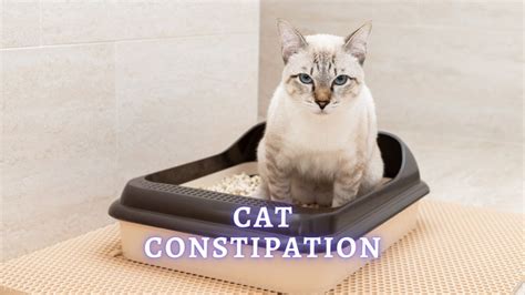 Constipation in Cats: Signs, Home Remedies and Prevention