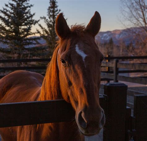 Fence Gates - Horse Fence Gates For Your Farm or Ranch, Buckley Fence