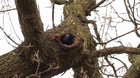 Jackdaws nest building - YouTube