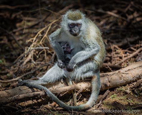 Lake Manyara National Park - HawkeBackpacking.com