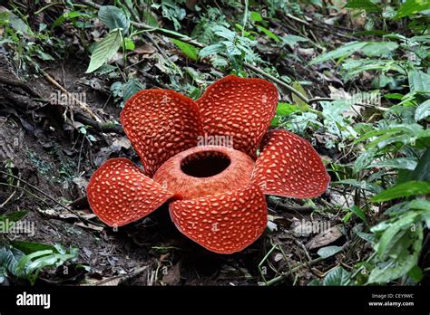 Rafflesia (Rafflesia arnoldii) flower, a parasitic plant that lives ...