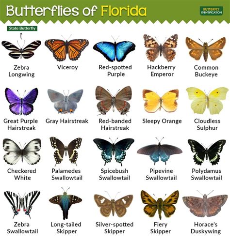 Types of Butterflies in Florida