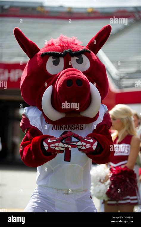 Arkansas razorbacks mascot hi-res stock photography and images - Alamy