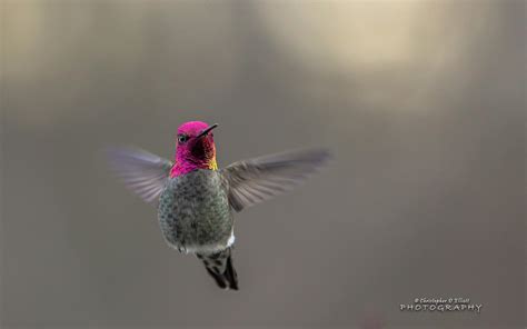 Flying Hummingbird wallpaper | other | Wallpaper Better