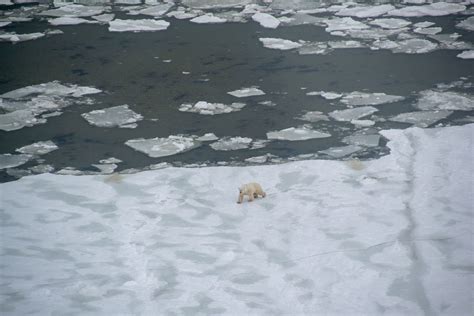 Polar Bear Diet photos (6) | Good Nature Travel Blog