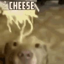 Eating Cheese GIFs | Tenor