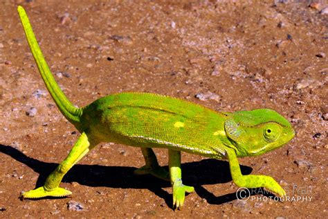 Zimbabwe Wildlife – Ramdas Iyer Photography