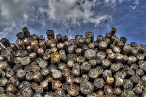 Free photo "Logging industry"