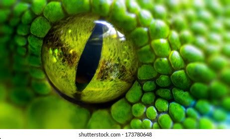 70,654 Snake Eyes Images, Stock Photos, 3D objects, & Vectors ...