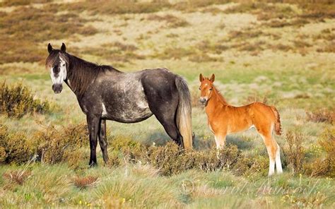 1000+ images about Australian Brumbies on Pinterest | Romantic, In pictures and Search