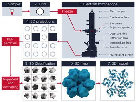 Cryo Electron Microscopy: Principle, Strengths, Limitations and Applications | Technology Networks