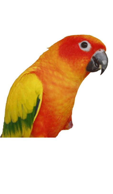 Sun Conure Parrot | The Animal Store