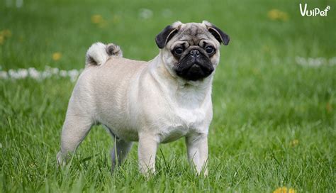 Hình ảnh và đặc điểm của giống chó Pug mặt xệ - chó mặt nhăn