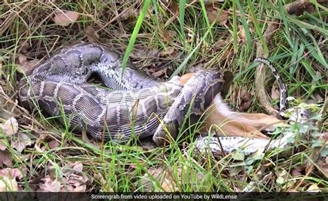 Burmese Python Eats Deer