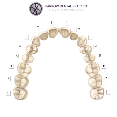 Teeth Names and the Tooth Numbering System - Harrow Dental Practice Blog