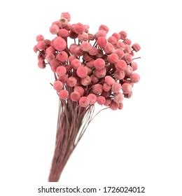 Botao Flower Isolated: Over 9 Royalty-Free Licensable Stock Photos ...