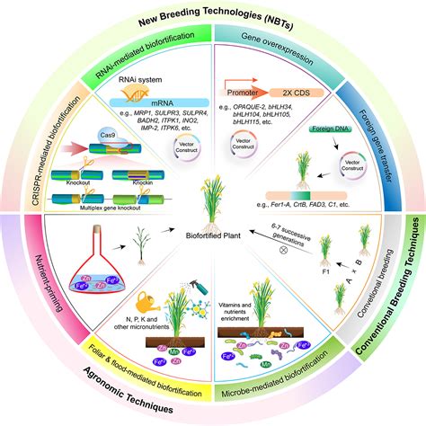 Frontiers | Biofortification of Cereals and Pulses Using New Breeding Techniques: Current and ...